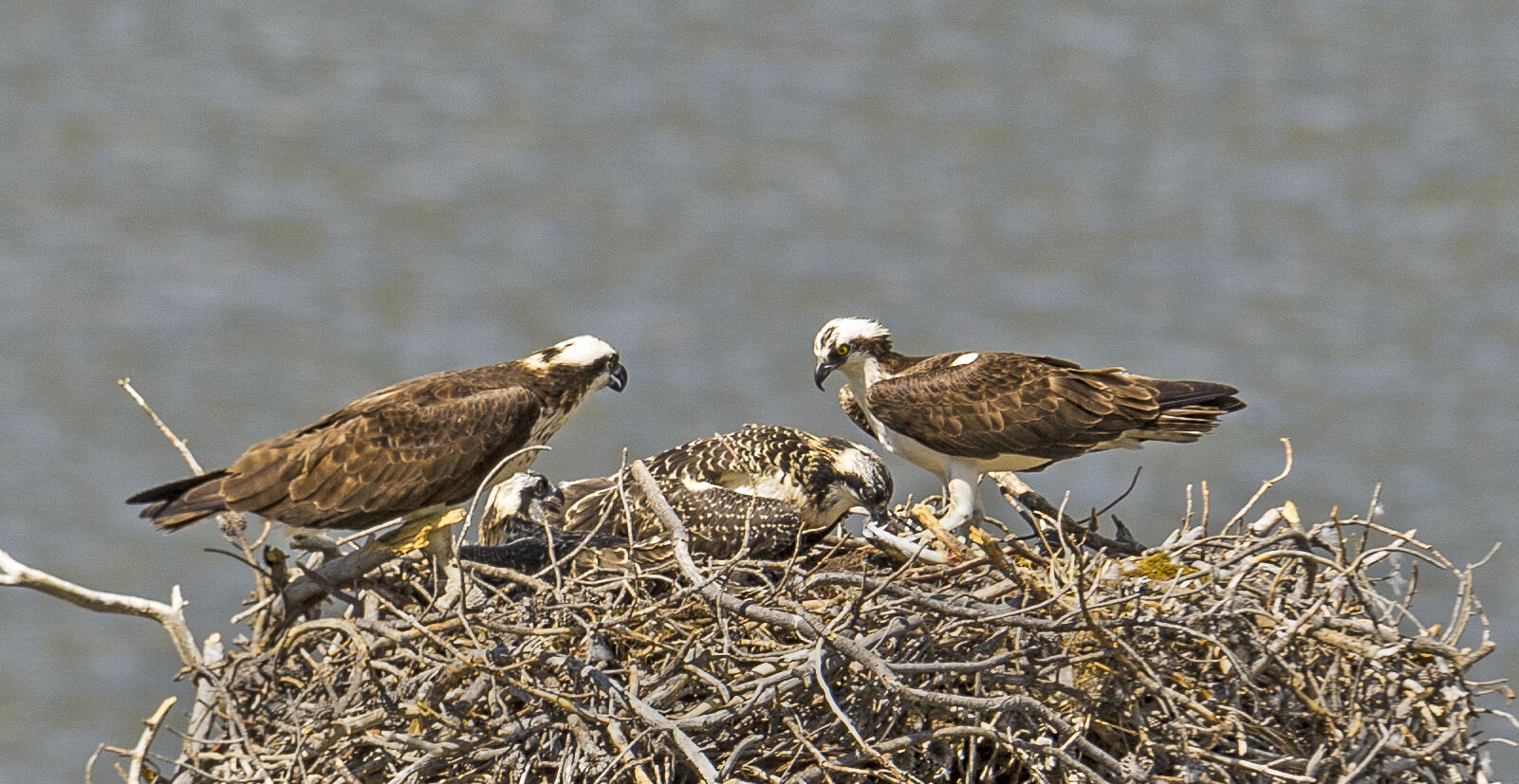 Osprey